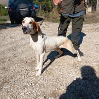 Eccellente capo muta , segugio istriano