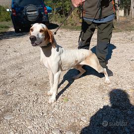 Eccellente capo muta , segugio istriano