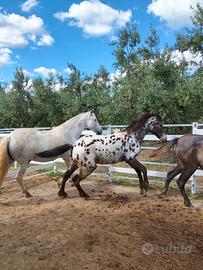 Puledra manto appaloosa