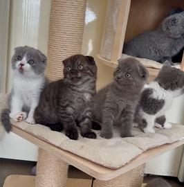 Scottish fold e straight