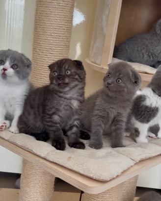 Scottish fold e straight