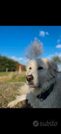 Cane da pastore maremmano