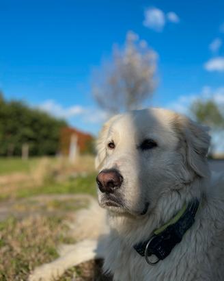 Cane da pastore maremmano
