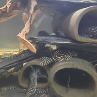 Gruppo Hypancistrus L333 yellow