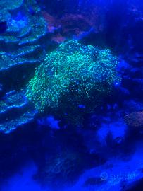 Euphylia