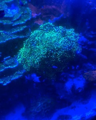 Euphylia