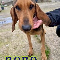 Bobo: dolce, sensibile, affettuoso e coccolone