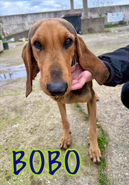 Bobo: dolce, sensibile, affettuoso e coccolone