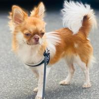 Thor disponibile per monta