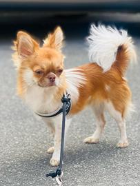 Thor disponibile per monta