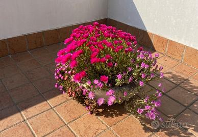 Piantine di delosperma con vaso