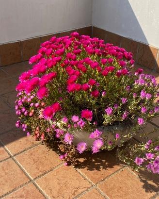 Piantine di delosperma con vaso