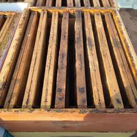 melari costruiti biologici