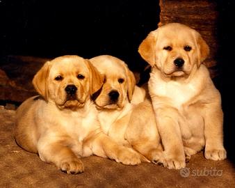 Cuccioli 2 mesi Labrador Biondi "Fior d'Acqua"