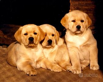 Cuccioli 2 mesi Labrador Biondi "Fior d'Acqua"