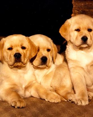 Cuccioli 2 mesi Labrador Biondi "Fior d'Acqua"