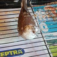 Tortora diamantina bruna pezzata femmina