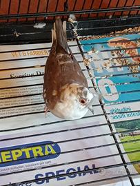 Tortora diamantina bruna pezzata femmina