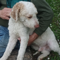 Lagotto da tartufo