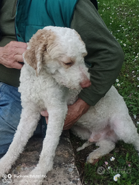 Lagotto da tartufo