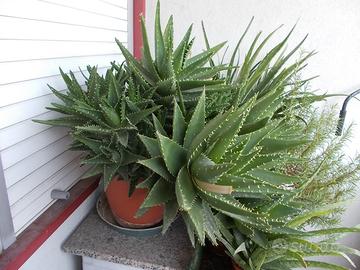 Aloe Brevifolia, molte rosette > 50cm diametro ca.