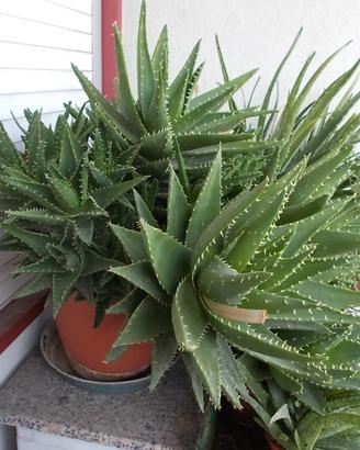 Aloe Brevifolia, molte rosette > 50cm diametro ca.