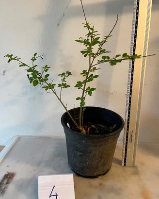 Piante in vaso per bonsai