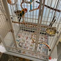 Voliera per Pappagalli