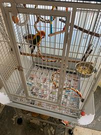 Voliera per Pappagalli