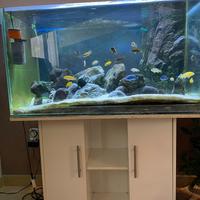 Acquario con Ciclidi africani