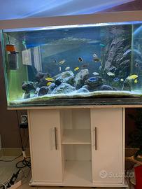 Acquario con Ciclidi africani