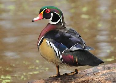 Anatra sposa / anatra Carolina