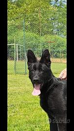 Cane pastore tedesco nero