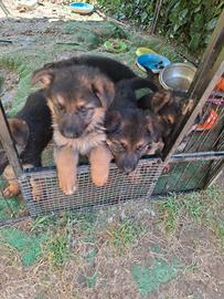 Cuccioli di pastore tedesco