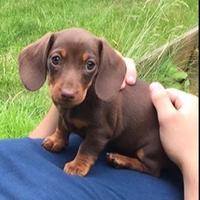 Bassotto-bassotti choco PAGAMENTO RATE