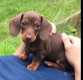 Bassotto-bassotti choco PAGAMENTO RATE