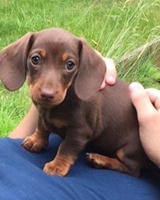 Bassotto-bassotti choco PAGAMENTO RATE