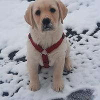 Golden retrevier-Labrador