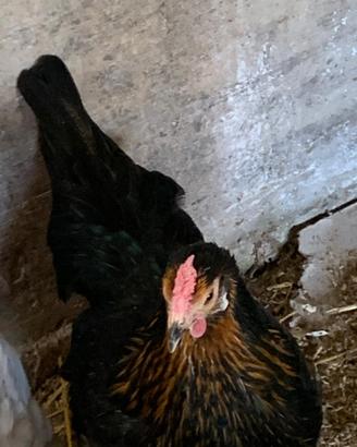 Galline miste