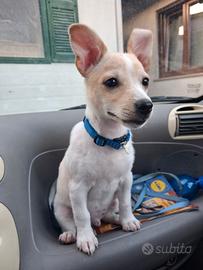 Cucciolo