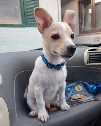Cucciolo