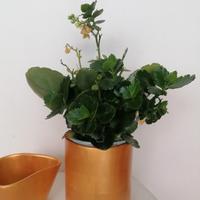 2 vasi di terracotta per piante