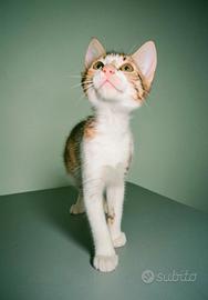 Animali