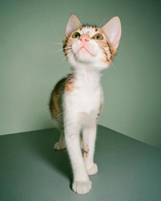 Animali