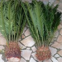 cycas