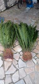 cycas