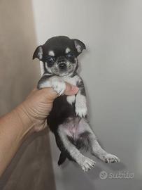 Chihuahua toy femmina