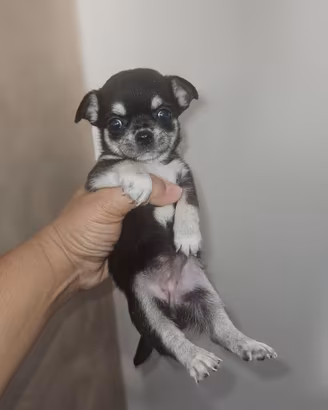 Chihuahua toy femmina