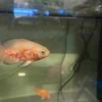 Astronotus ocellatus Red Tiger Albino