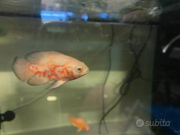 Astronotus ocellatus Red Tiger Albino